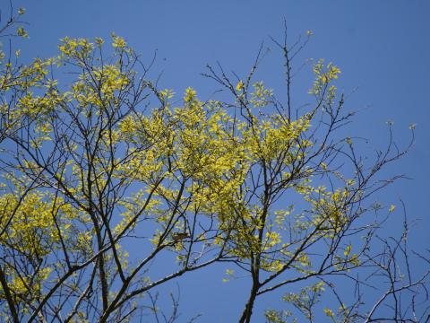 センダイムシクイ