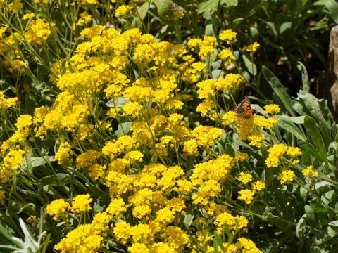 アレッサムサキサテッレ