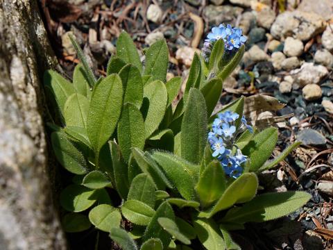 ノハラワスレナグサ