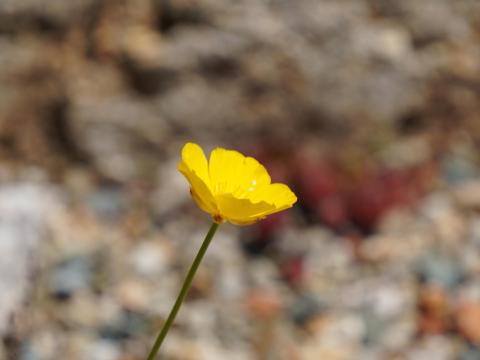 ラナンキュラス・グラミネウス
