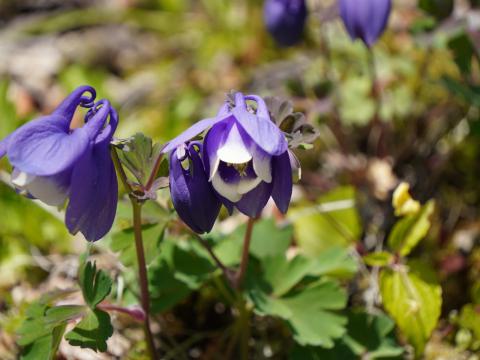 ミヤマオダマキ