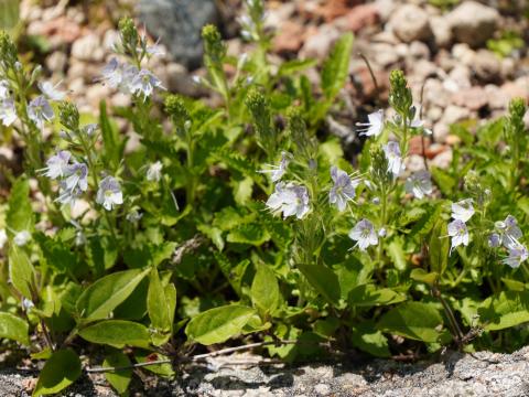 ダイセンクワガタ