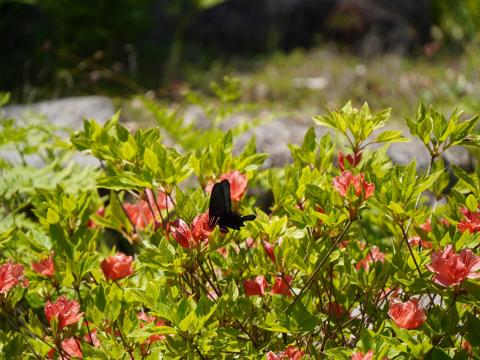 オンツツジにクロアゲハ