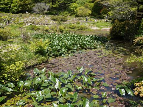 六甲高山植物園