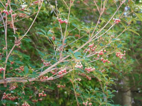 サラサドウダン