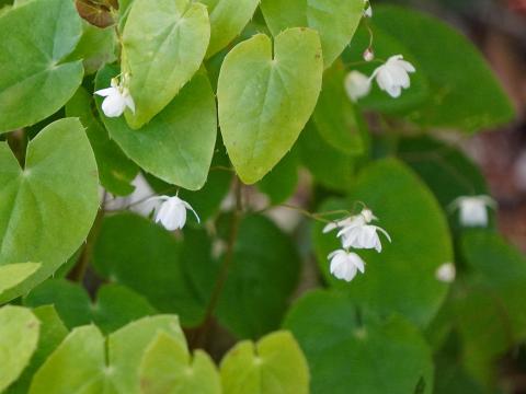 バイカイカリソウ