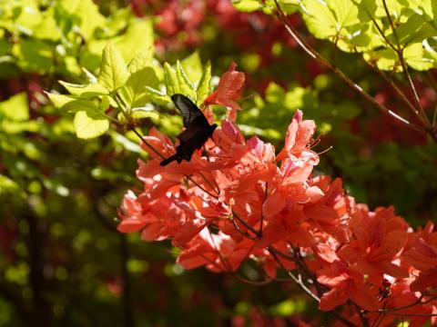 オンツツジにクロアゲハ