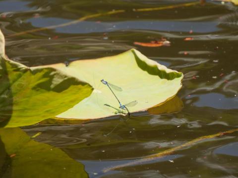 クロイトトンボ