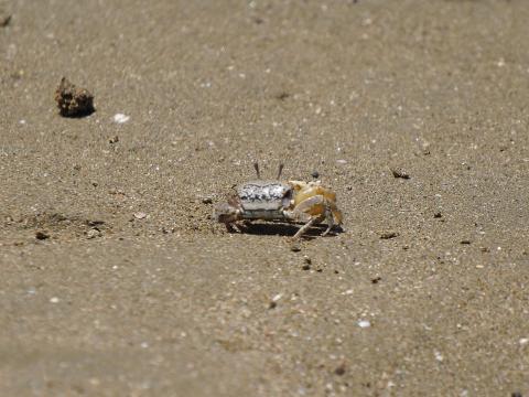 ハクセンシオマネキ