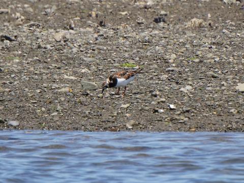 キョウジョシギ