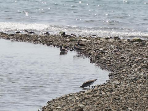 キアシシギとキョウジョシギ