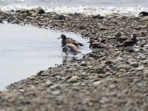 キアシシギとキョウジョシギ