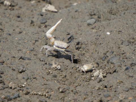 ハクセンシオマネキ