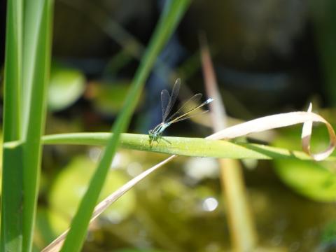 ホソミイトトンボ
