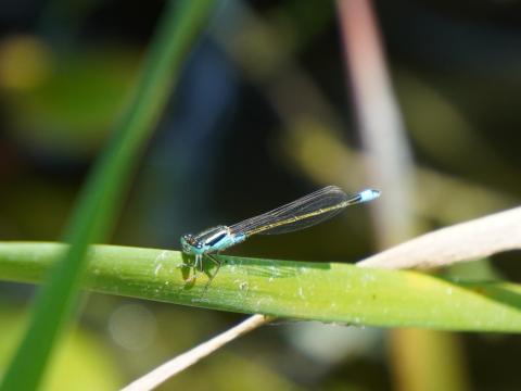 ホソミイトトンボ