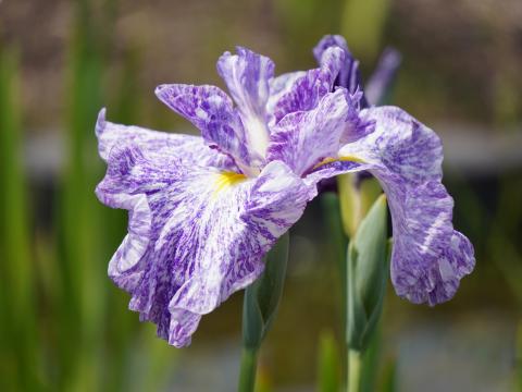 ハナショウブ源氏蛍