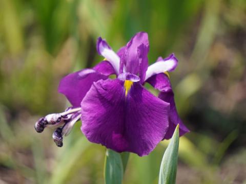 ハナショウブ揚羽