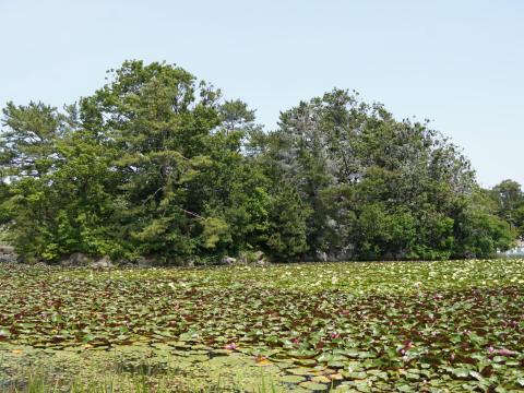 大池の島