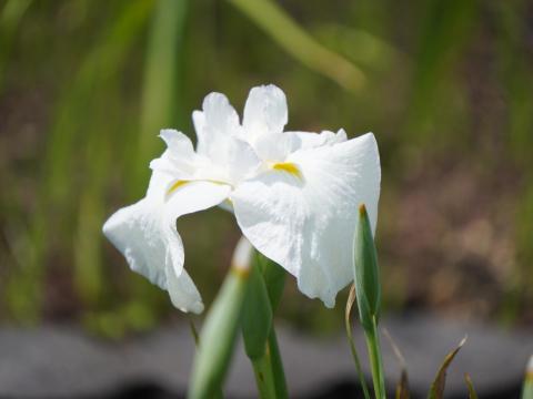 ハナショウブ水涼花