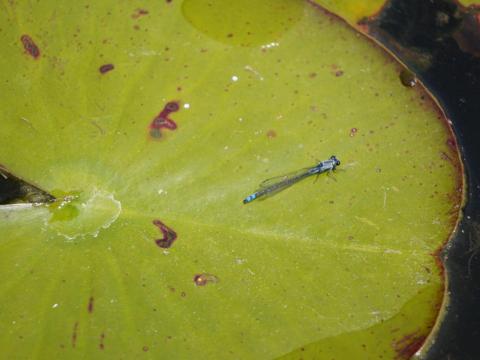 クロイトトンボ