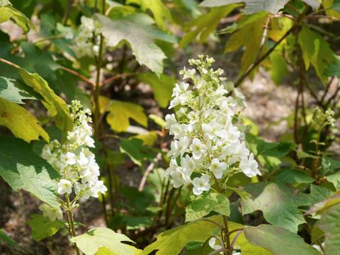 カシワバアジサイ