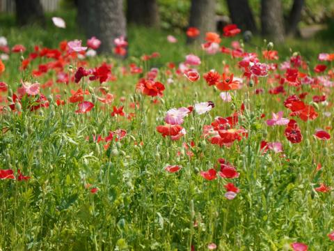 ポピー