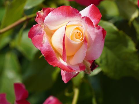 バラ ダブルデライト