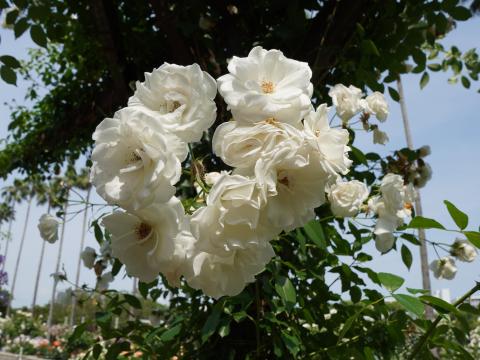 バラ つるアイスバーグ