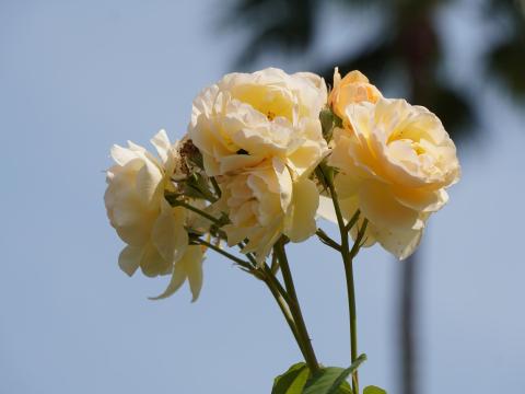 バラ グラハムトーマス