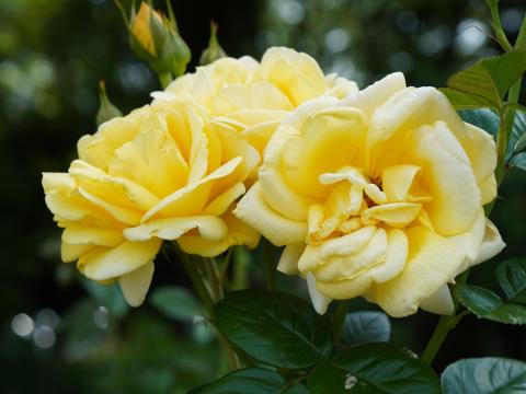 バラ ミケランジェロ