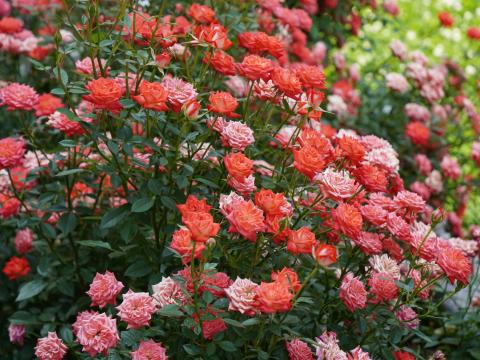 バラ ラッキーダック