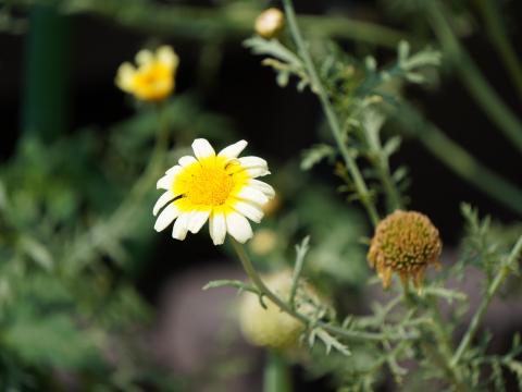 シュンギク（キクナ）