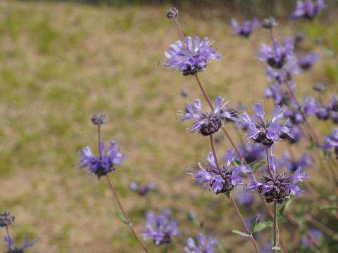 クレベラントセージ