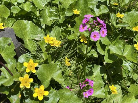 リュウキンカとクリンソウ