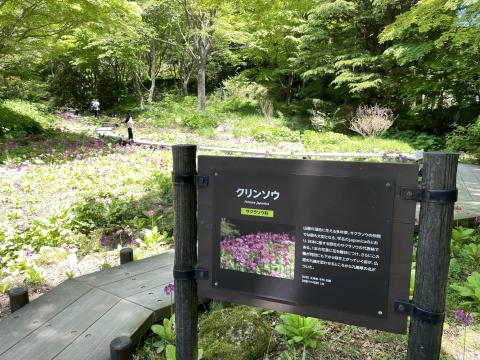 クリンソウ