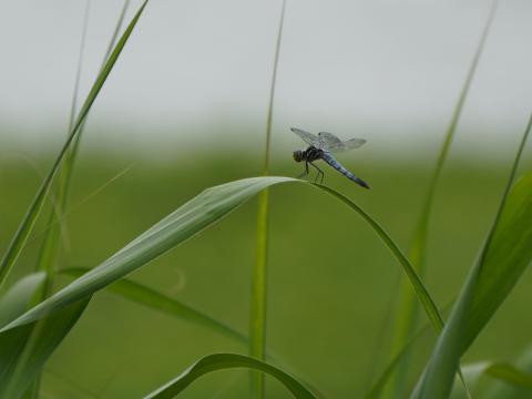 オオシオカラトンボ
