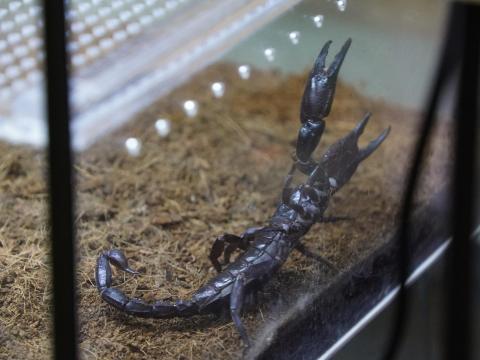 シレノスカワリハカリサソリ