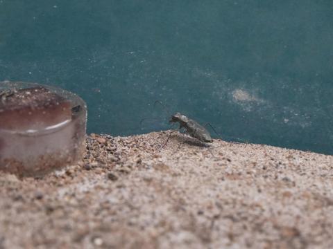 オガサワラハンミョウ