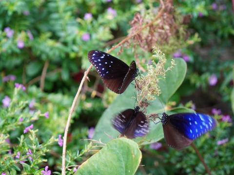 ツマムラサキマダラ