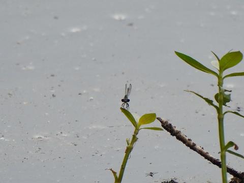 クロイトトンボ