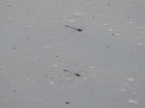 クロイトトンボ