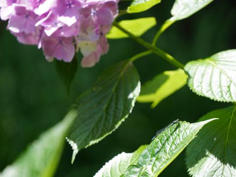 クロイトトンボ