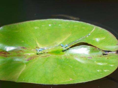 モノサシトンボ