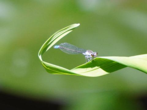 クロイトトンボ