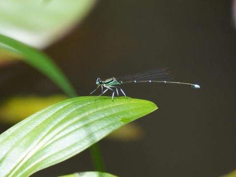 モノサシトンボ