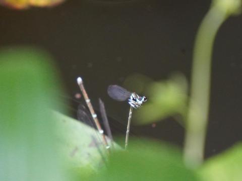 モノサシトンボ