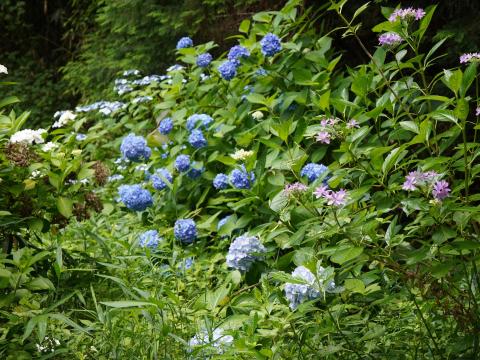 アジサイ（シチダンカ）