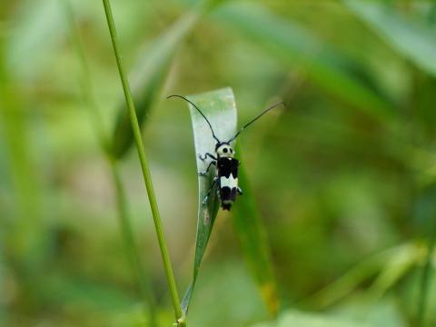 ラミーカミキリ