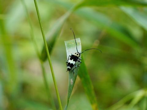 ラミーカミキリ