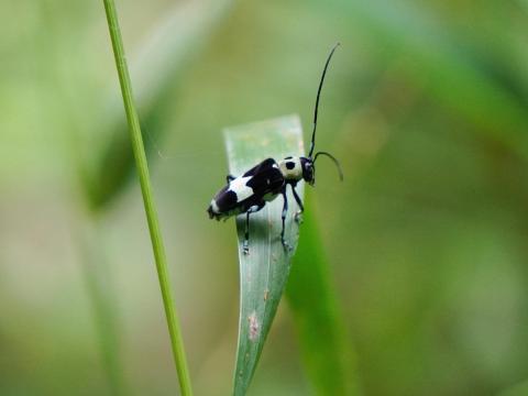ラミーカミキリ